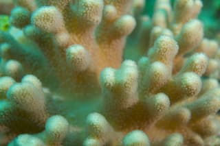 ポリプを出すハナヤサイサンゴ 沖縄本島 水中写真家長島敏春の 生命のサンゴ礁 世界のサンゴ礁を撮り続け 自然の素晴らしさを伝えている