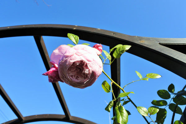 DSC_6190