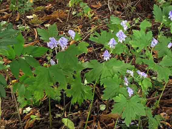 白花オクトリカブト 花好きじじい 白花オクトリカブト 花好きじじい