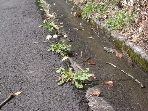 こんなところにも白花タンポポが