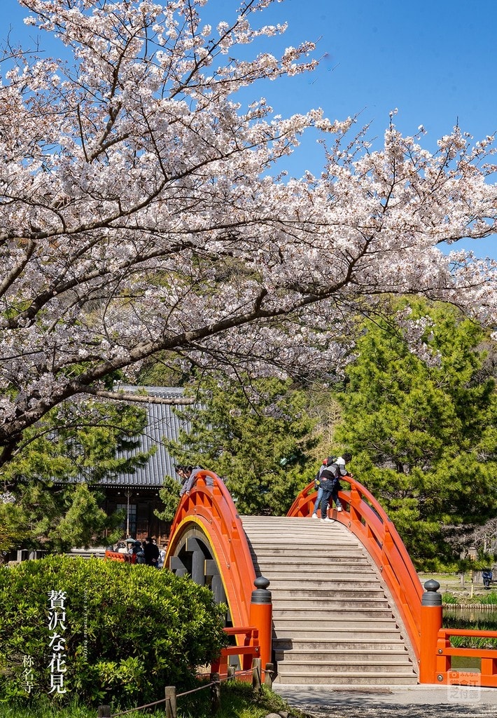 贅沢な花見 称名寺 浄土式庭園の桜 鎌倉への付箋 贅沢な花見 称名寺 浄土式庭園の桜 鎌倉への付箋
