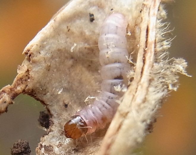 ハマボウ のブログ記事一覧 田中川の生き物調査隊