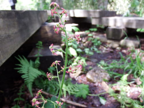 栂池自然園の植物（2015/7/25）　クロクモソウ（黒雲草）