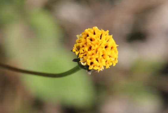 コセンダングサ キク科 センダングサ属 一年草 なごみのとき コセンダングサ キク科 センダングサ属 一年草 なごみのとき