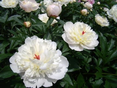 福岡市植物園の芍薬 しゃくやく 筑紫の国から 花つくし日記