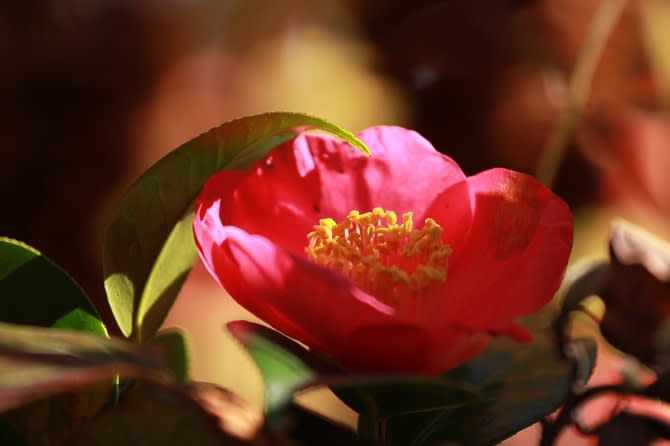 庭の花 侘助椿 四季の彩り
