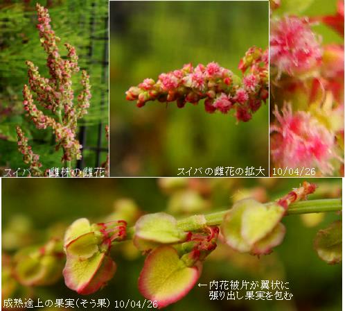 スイバの雌株の雌花と雄株の雄花 里山コスモスブログ