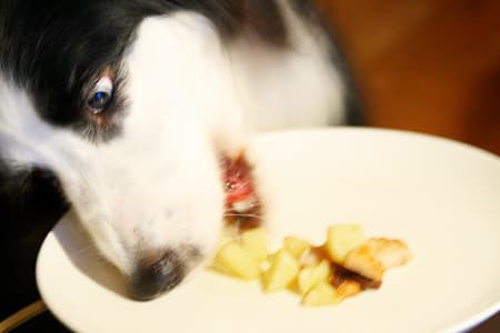 bordercollie_ボーダーコリー