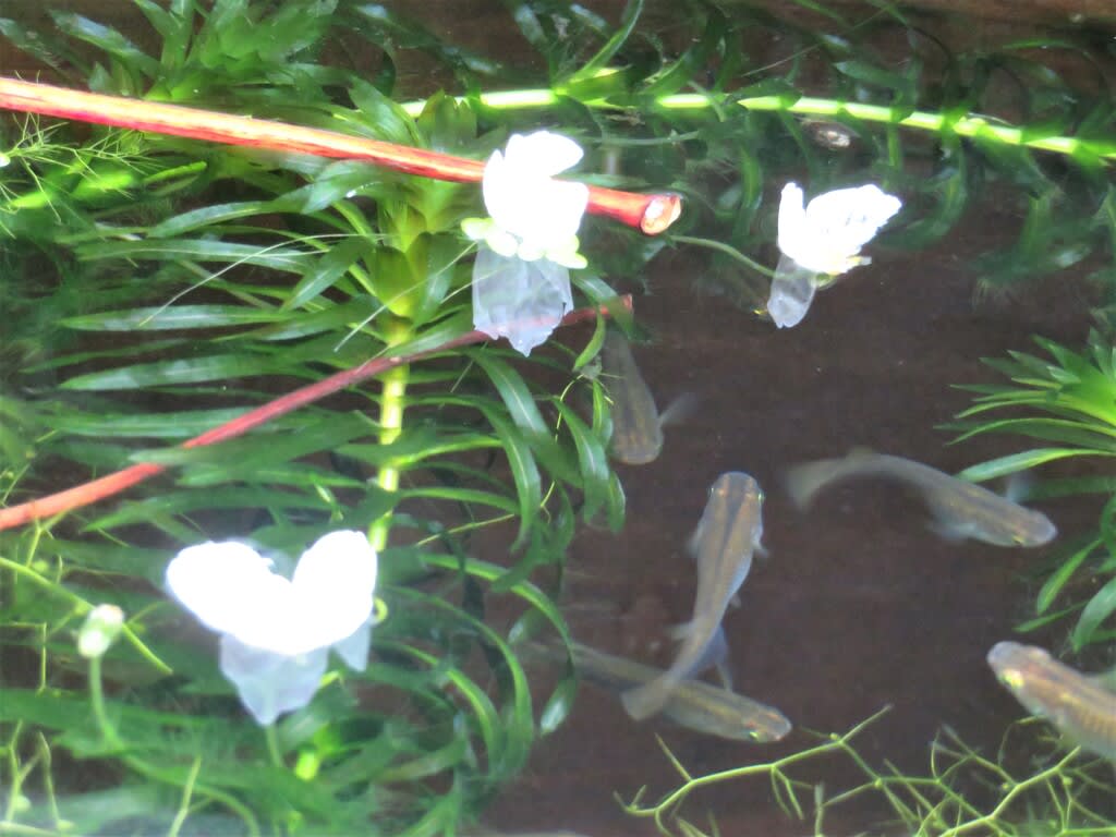 大甕の中のメダカとオオカナダモの白い花 ふるさと加東の歴史再発見