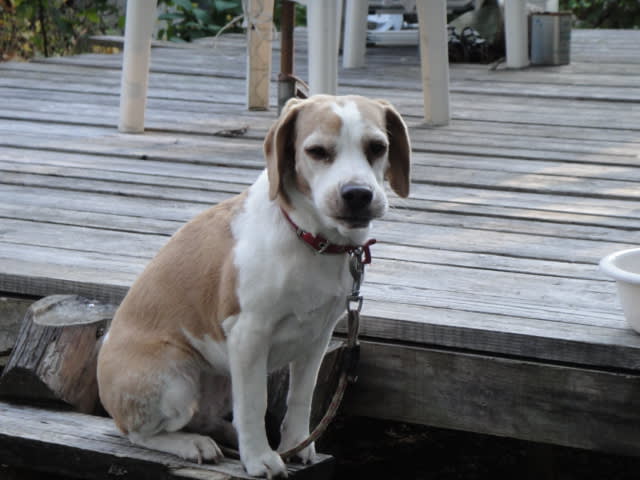 オールド ストリングの仲間 ビーグル犬 カカオ です 群馬県みなかみ町藤原にあるペンション オールド ストリングより