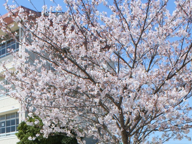 Sakura_april2011