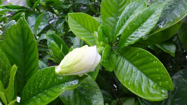 クチナシの花 四季折々 クチナシの花 四季折々