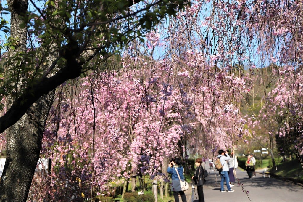 東谷山八重紅しだれ桜を再度観て来ました 快談爺流離日記