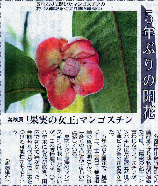 マンゴスチンの花 つきみそう マンゴスチンの花 つきみそう
