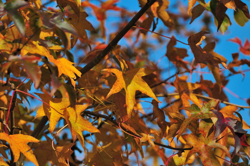 楓 カエデ の仲間は綺麗に紅葉するので人気がありますよね Photo No レンズの向こうに Part2