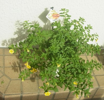 7 19 レモンスライスの切り戻しとムラサキゴテンの花 ｎｉｗａ ｎｉｈａ ｈａｎａ 庭には花