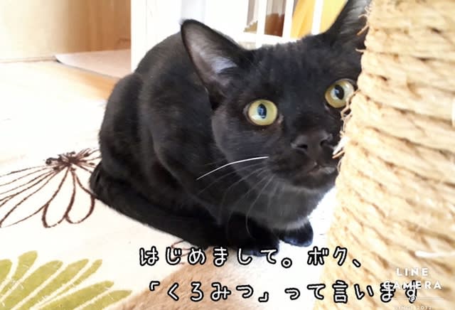 オレちゃんの主食 くるねこ大和