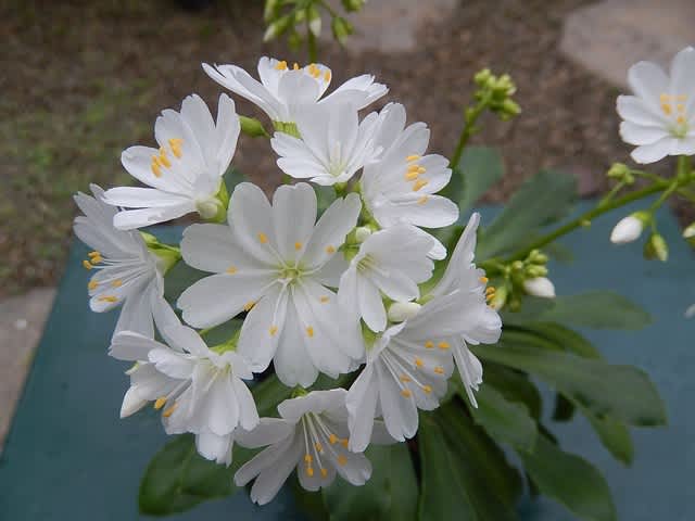 レウイシア レウィシア 3度目の開花 植物大好き 出会い ときめき 癒し レウイシア レウィシア 3度目の開花 植物大好き 出会い ときめき 癒し