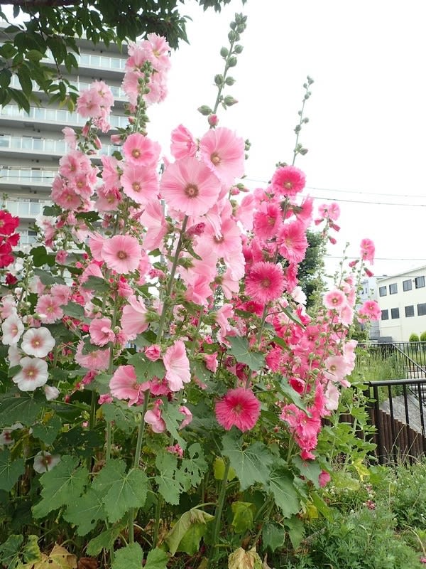 タチアオイ 梅雨を知らせる花が 木曽now2