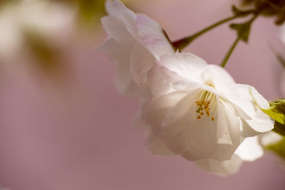 八重桜