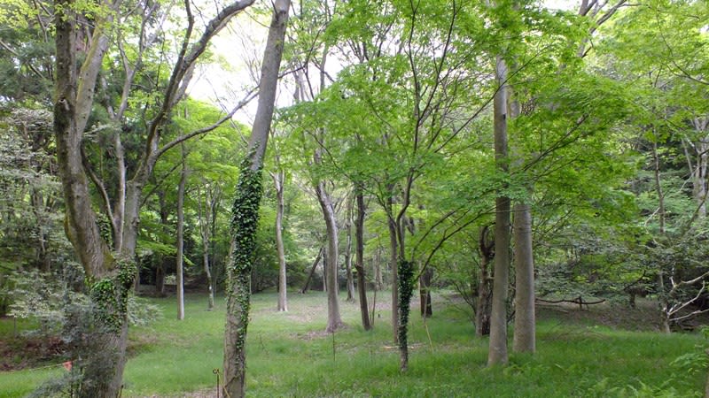 原生の森公園の林