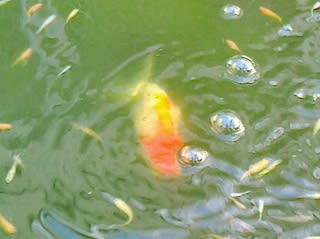 片鰓病の４歳魚 メダカ池にお引越し らん丸の池 宇田川らんちゅう愛好会 宇野系らんちゅう