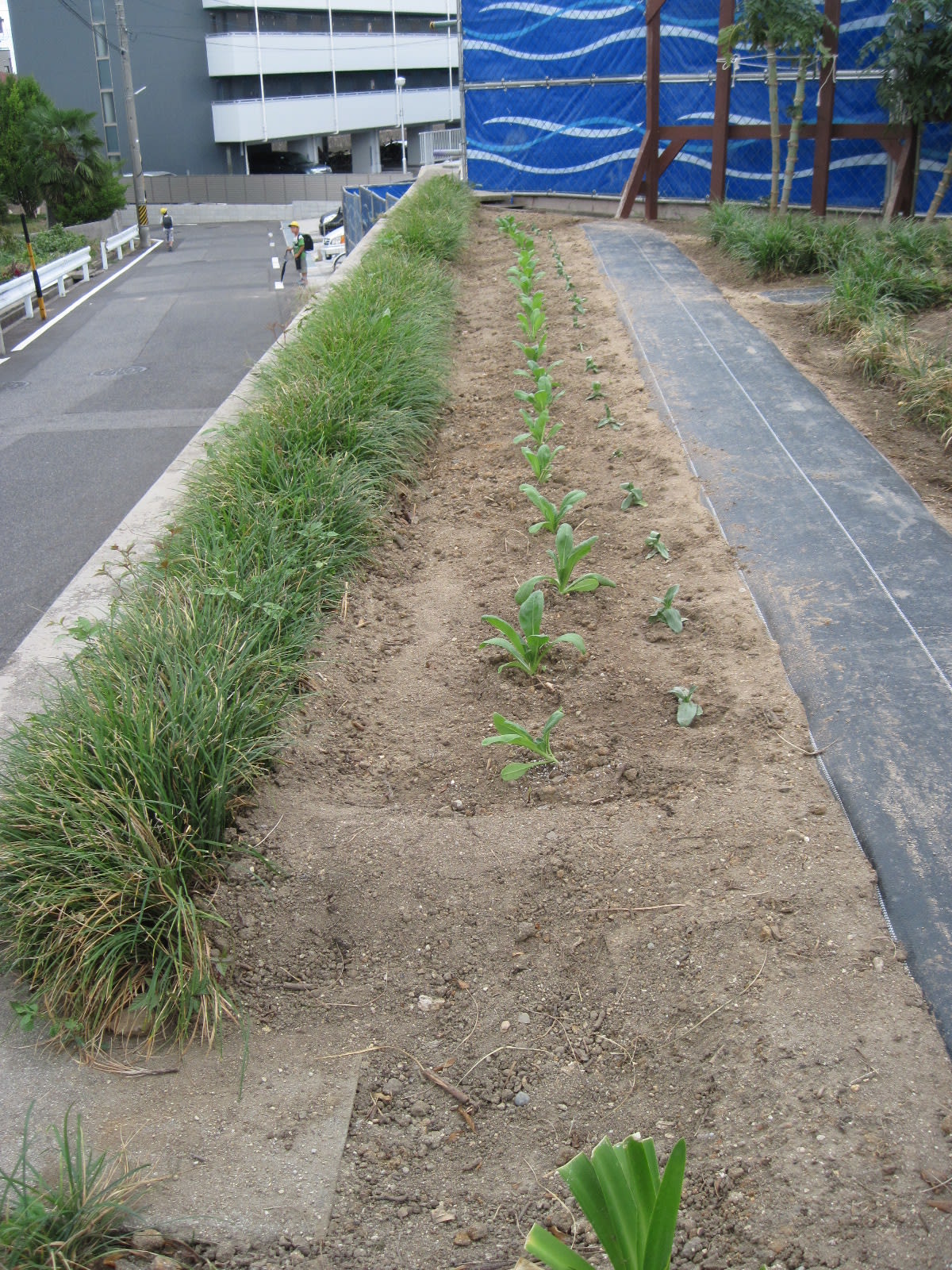 百日草二期生・移植の画像