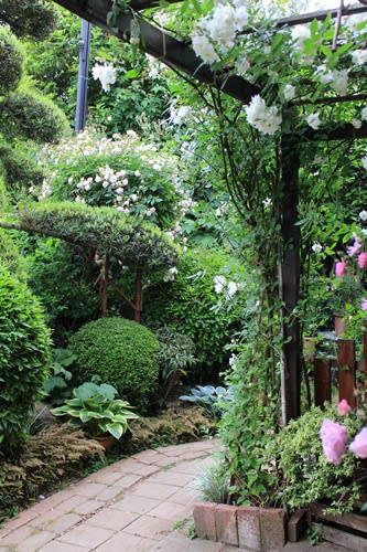 今シーズンも つるバラの誘引剪定の最後は コーネリア 小さな庭の小さな幸せ チャッピーのバラ庭より