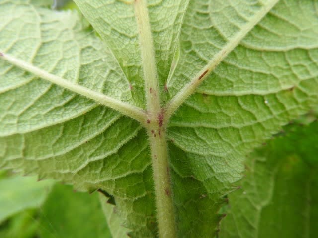 高ボッチ高原・鉢伏山の植物　シシウド（猪独活）