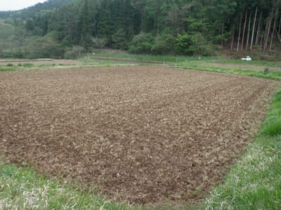 緑肥作物で元田んぼの粘土土質を改良 無農薬 自然菜園 自然農法 自然農 で 自給自足life 持続可能で豊かで自然な暮らしの分かち合い