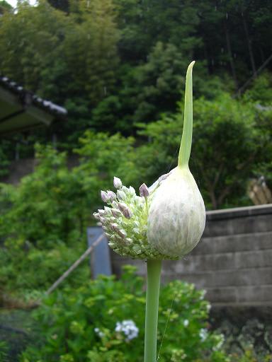 ニンニクの花 こげの耳に ねんぶつ