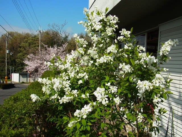 リキュウバイ 利休梅 感じ方違えば変わる名前 むかごの日記 リキュウバイ 利休梅 感じ方違えば変わる名前 むかごの日記