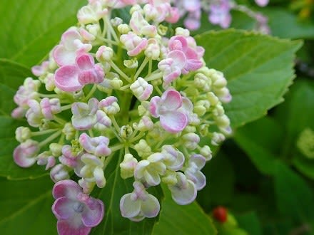 ウズアジサイ 自宅 Nokoの花図鑑