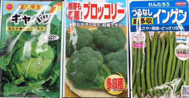 白菜の移植と再度の種まき キャベツ ブロッコリー インゲン 温泉ドラえもんのブログ