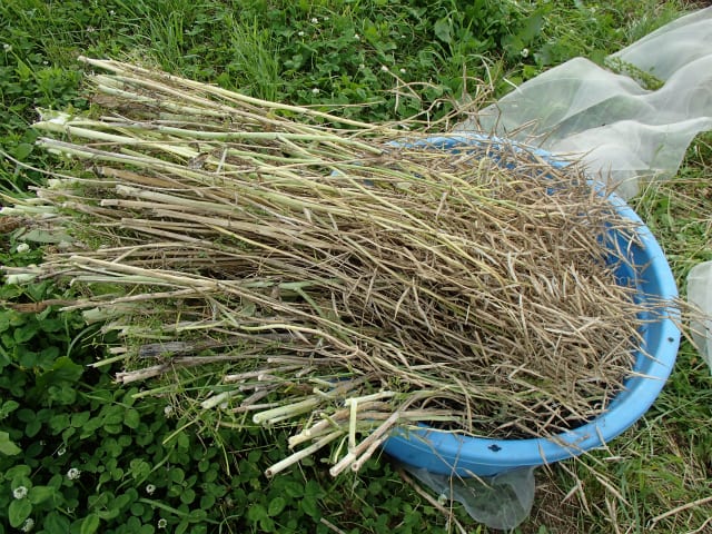 ツケナ 野沢菜 の自家採種 無農薬 自然菜園 自然農法 自然農 で 自給自足life 持続可能で豊かで自然な暮らしの分かち合い