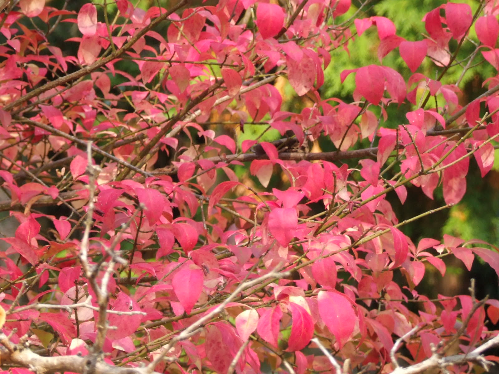 コマユミ(小真弓）の紅葉 - 季節の花