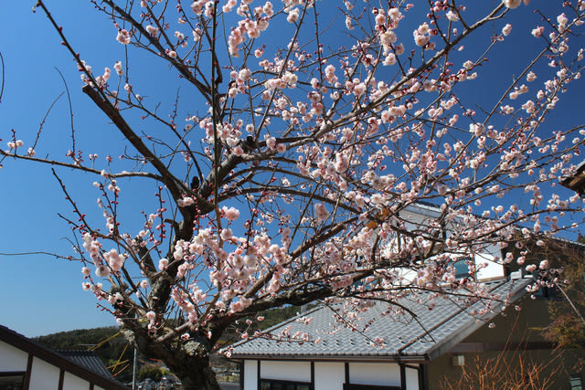 magome20160317004.jpg