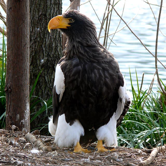 オオワシ（上野動物園） - 動物写真集