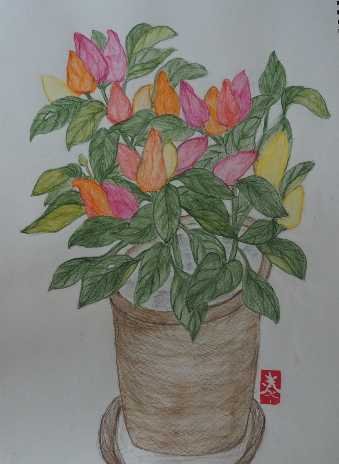 観賞用の唐辛子 ひろ子の絵手紙 絵画日記 観賞用の唐辛子 ひろ子の絵手紙 絵画日記