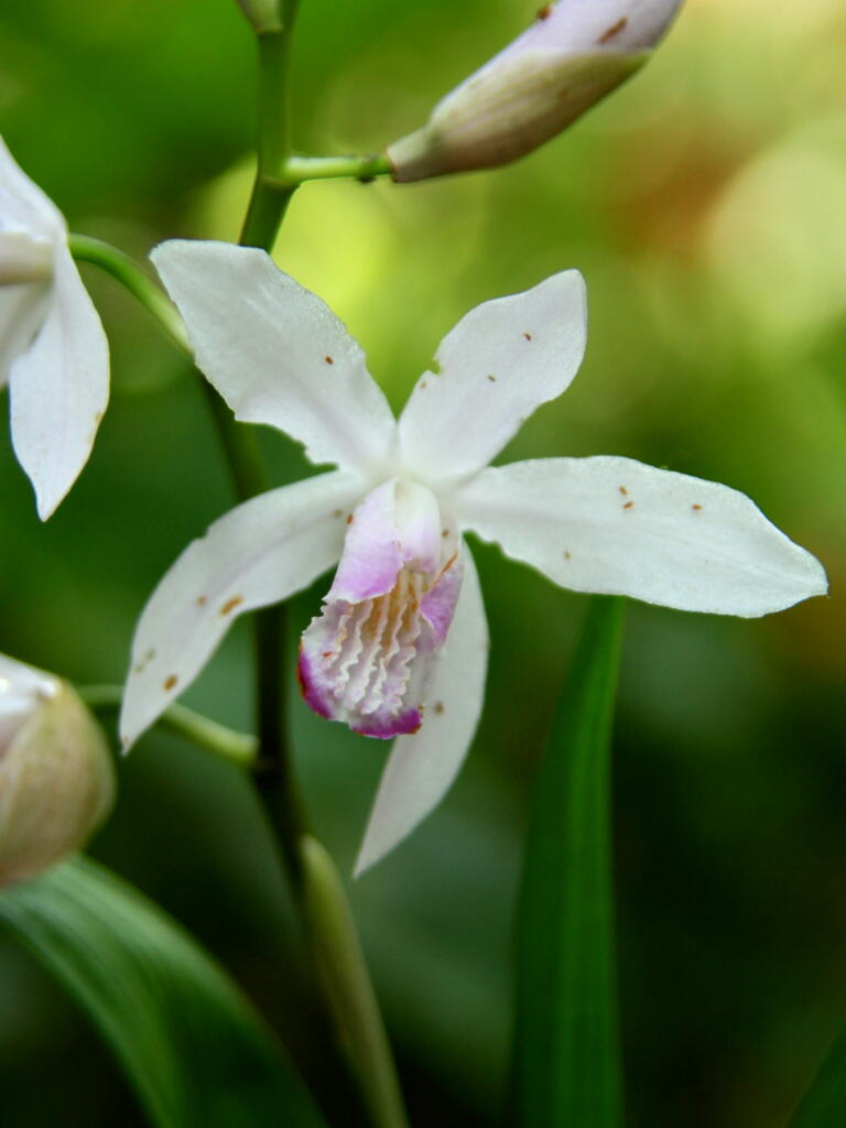季節の花　の画像