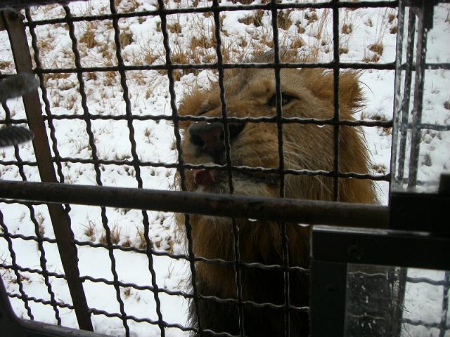 THE LION IN WINTER 冬のライオン