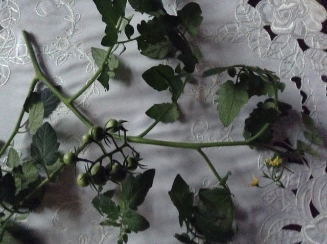 折れたミニトマトの枝を花瓶に挿すとどうなる ひまわり