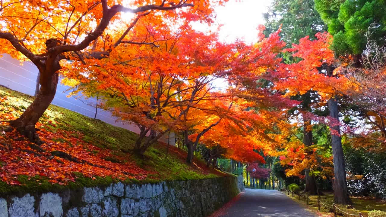 昨日（11/24）紅葉真っ盛りの智積院、曼殊院、鷺森神社 京都で定年後生活