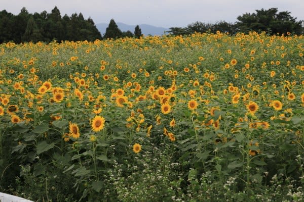 鼻高展望花の丘のヒマワリ19 写真ブログ 鼻高展望花の丘のヒマワリ19 写真ブログ