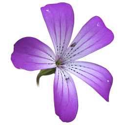 フリー素材 花アイコン 256x256 50種88個 Nekotopな