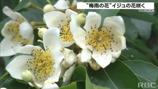 梅雨のやんばるの森を彩る白い花 イジュの花咲く 21年5月13日 木 Peaの植物図鑑