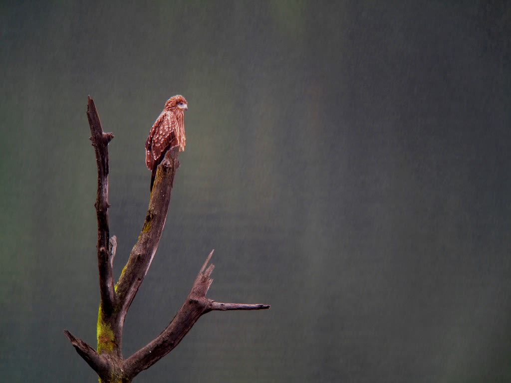 雨の日のトビさん。。の画像