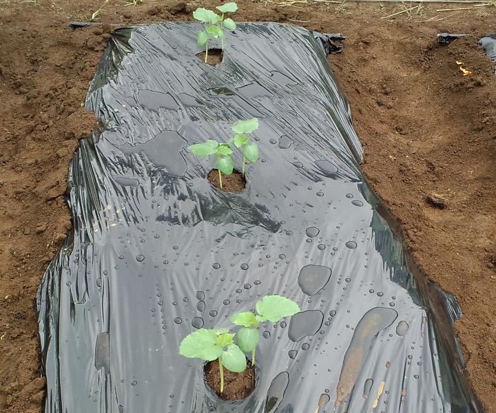 6月25日 オクラは密植での栽培がポイント ビギナーの家庭菜園