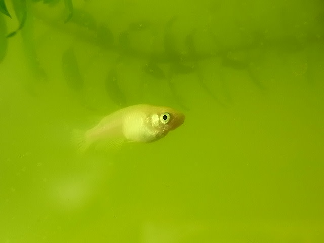 我が家の屋内メダカ水槽 しあわせのおすそわけ