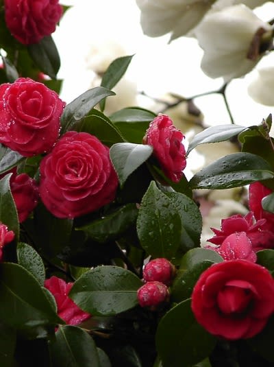 薔薇咲きのような 椿 つばき の花 Tamaと花たち